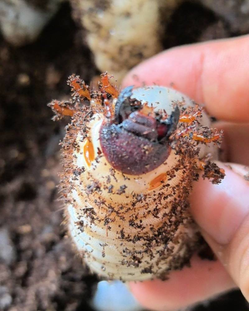 独角仙幼虫甲虫蛋白虫