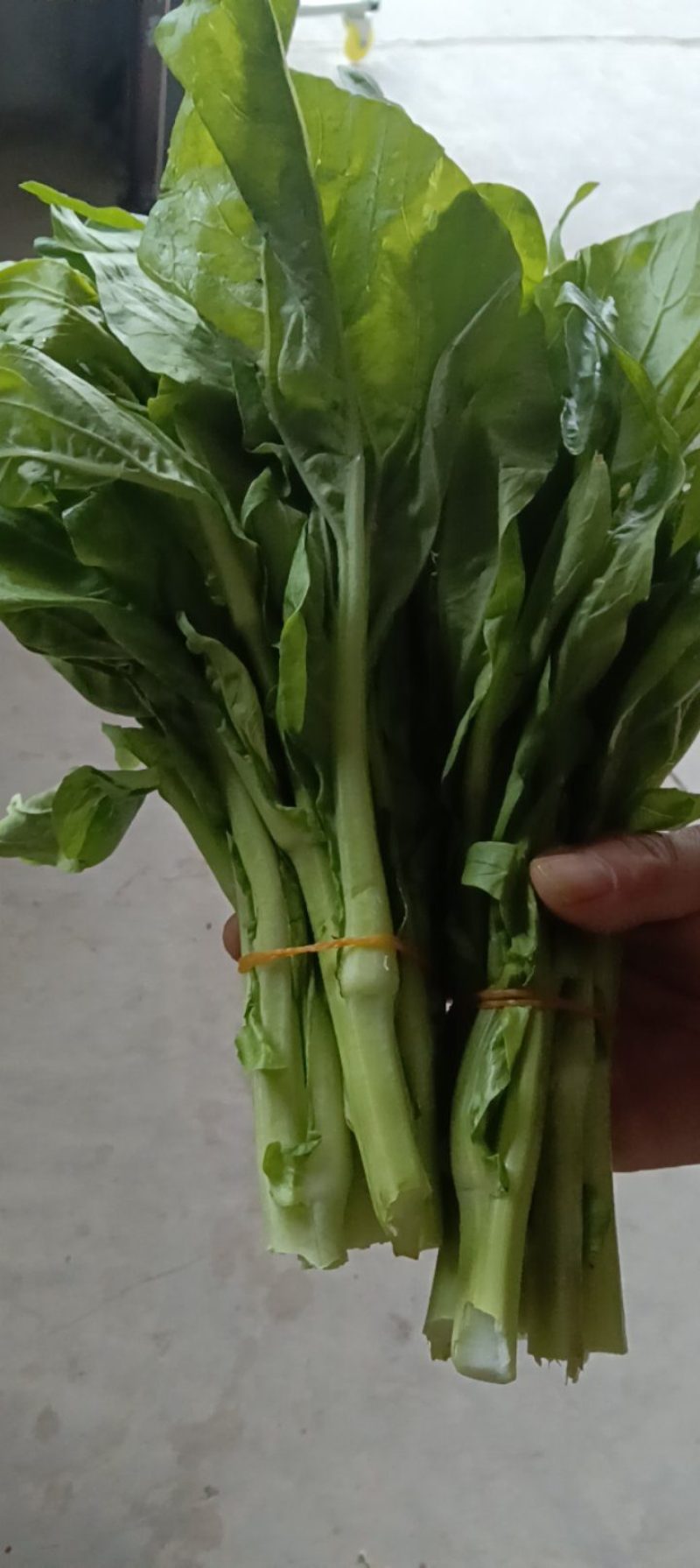 白菜苔
