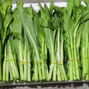 白菜苔