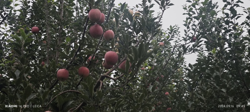 庆阳红富士苹果