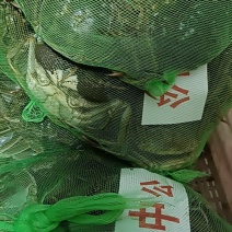 中公蟹量大优惠价格便宜欢迎优质股客户下单联系诚信经营