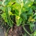 精品皇后西芹苗子