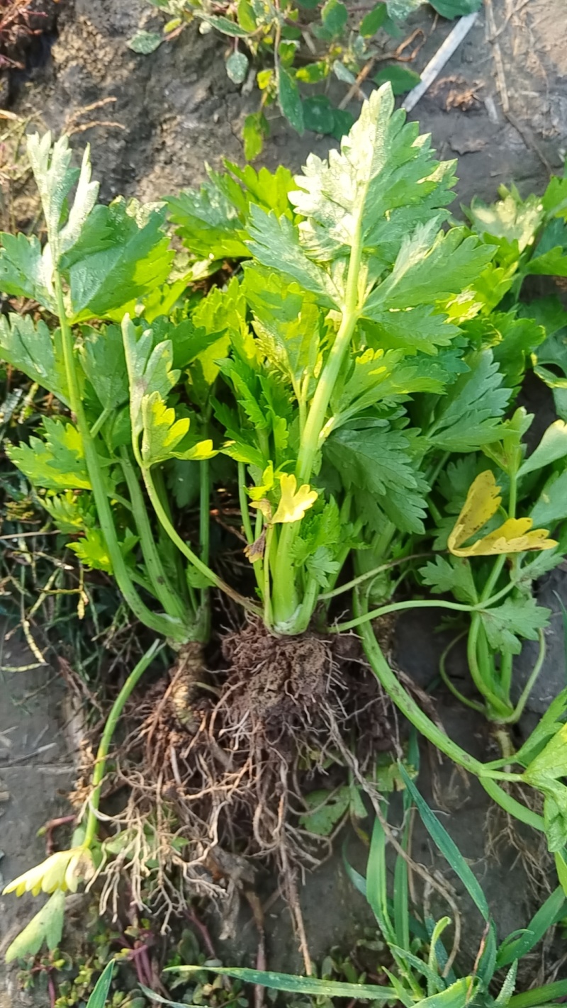 精品皇后西芹苗子