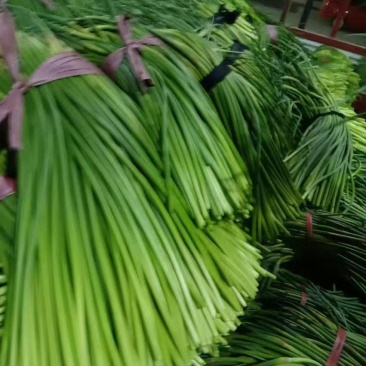 蒜薹