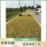 地道新会陈皮断皮五折促销陈皮碎陈皮茶