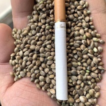 火麻仁带壳火麻仁中药材