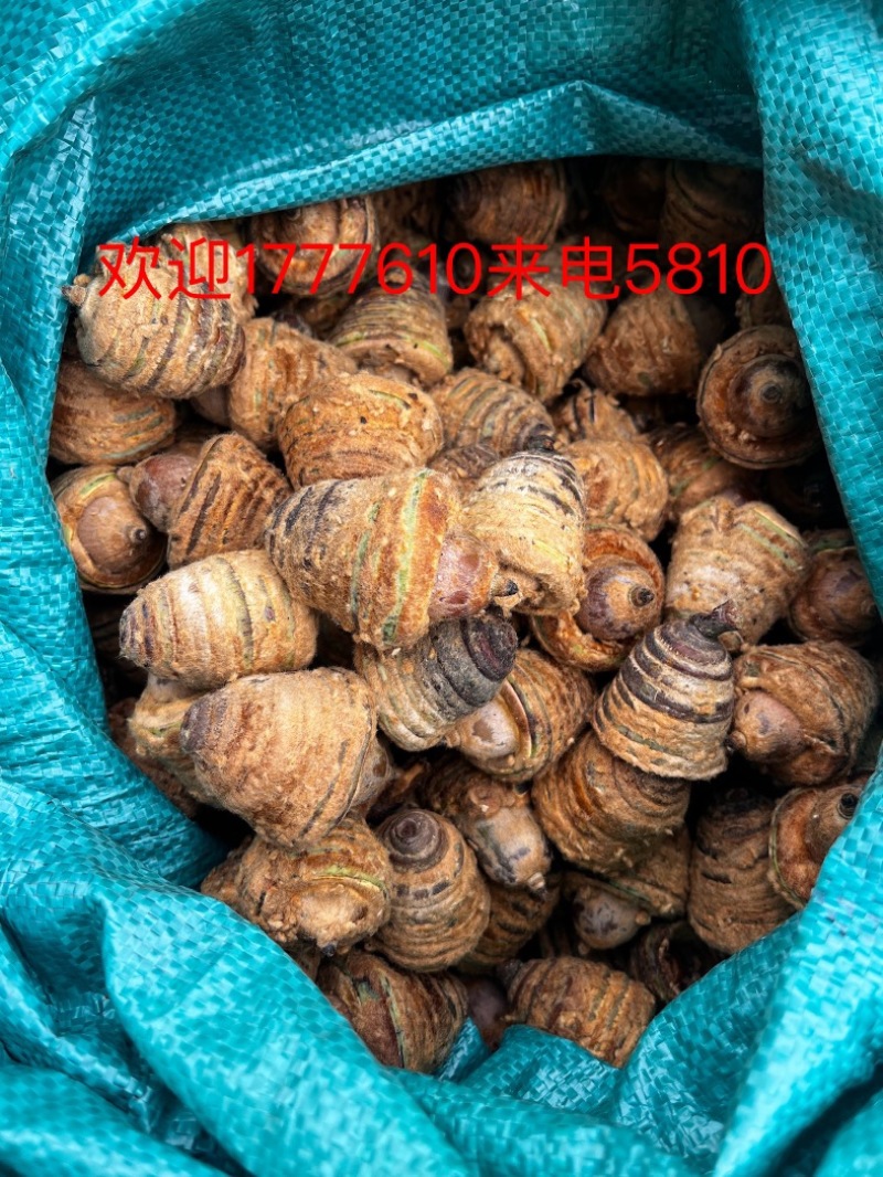 风流果狗鞭果，毛毛果纯野生，热销泡酒料，整个销售