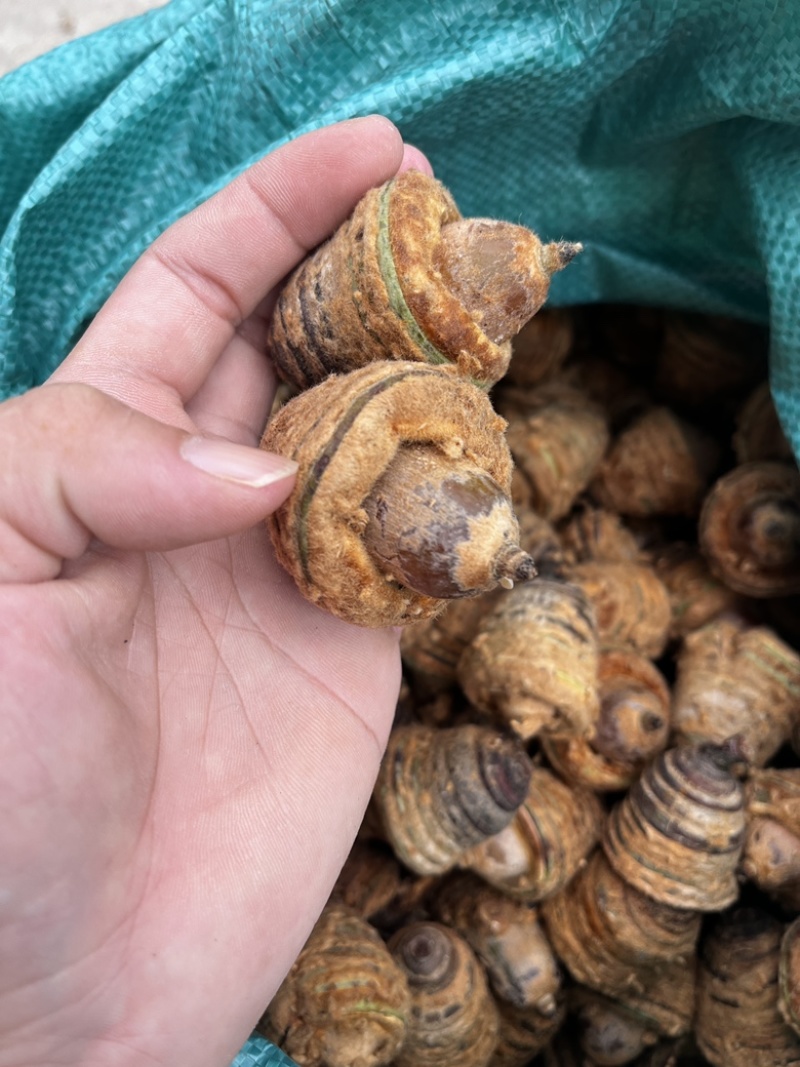 风流果狗鞭果，毛毛果纯野生，热销泡酒料，整个销售