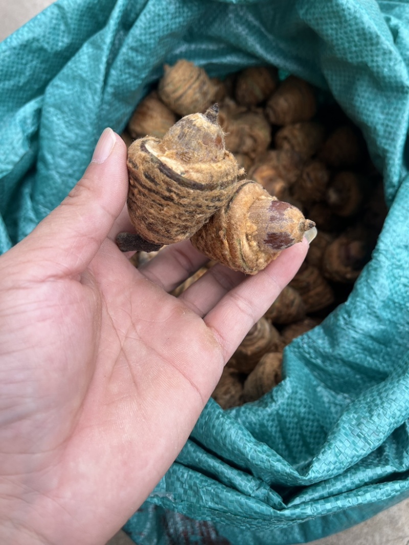 风流果狗鞭果，毛毛果纯野生，热销泡酒料，整个销售