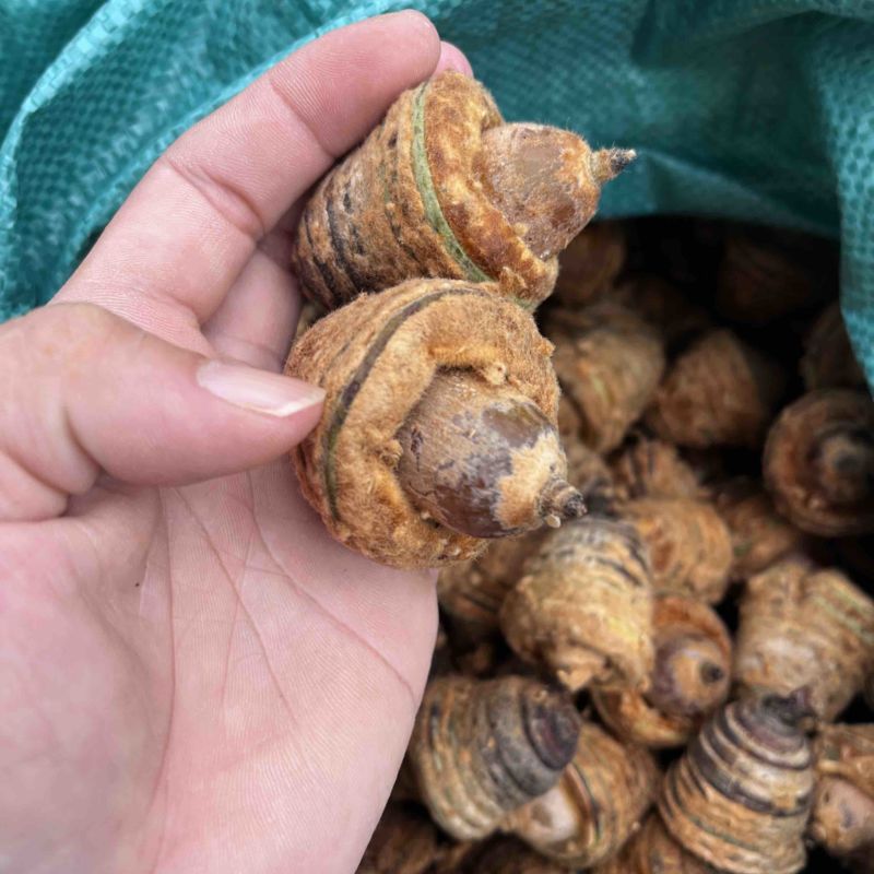 风流果狗鞭果，毛毛果纯野生，热销泡酒料，整个销售