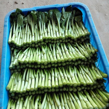 广东菜心