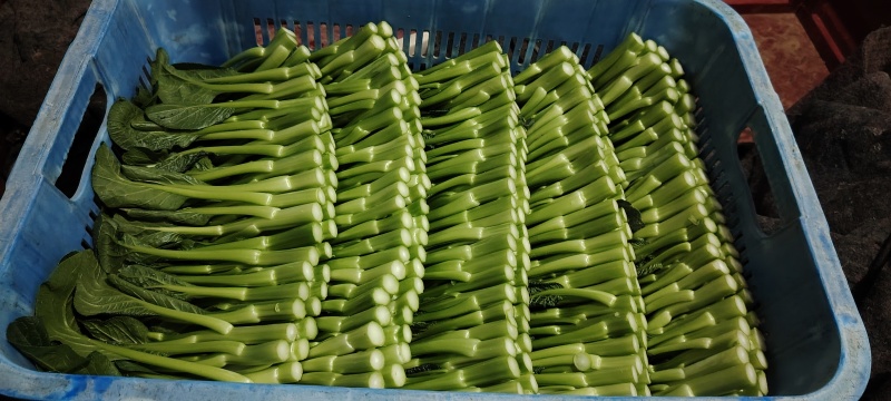 广东菜心