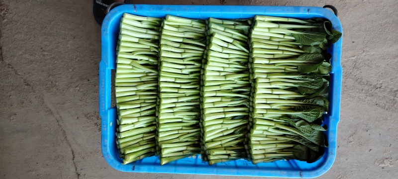 广东菜心