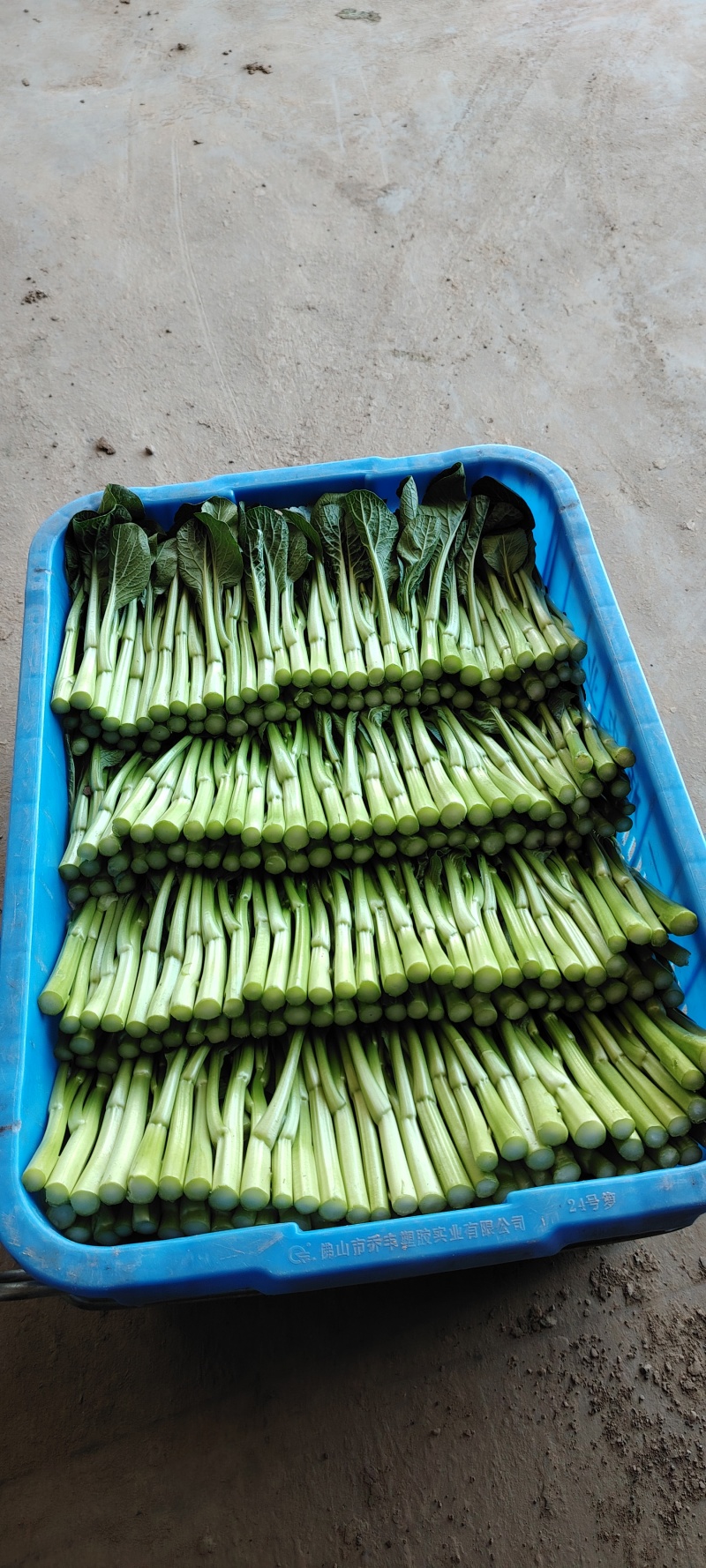 广东菜心