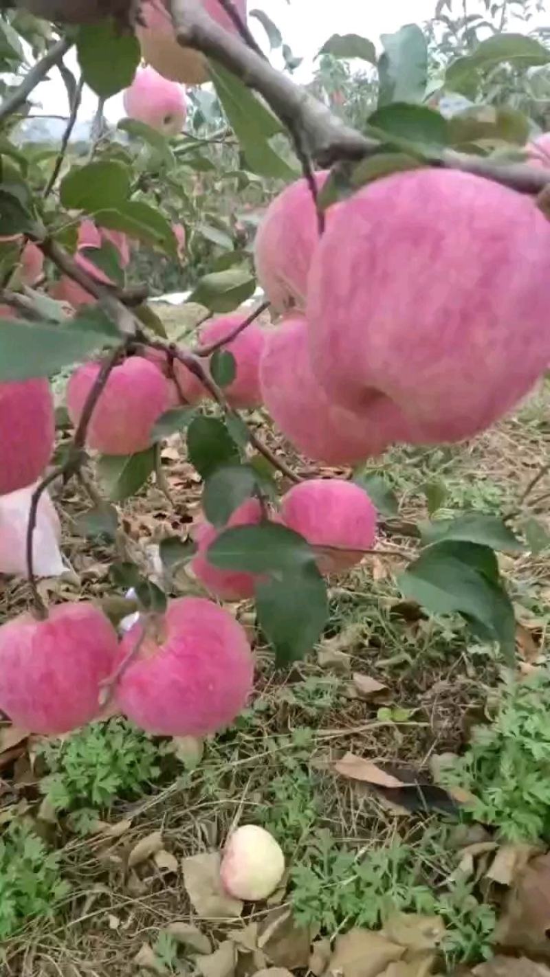 辽宁锦州精品寒富苹果大量上市脆甜多汁品质保证欢迎来电