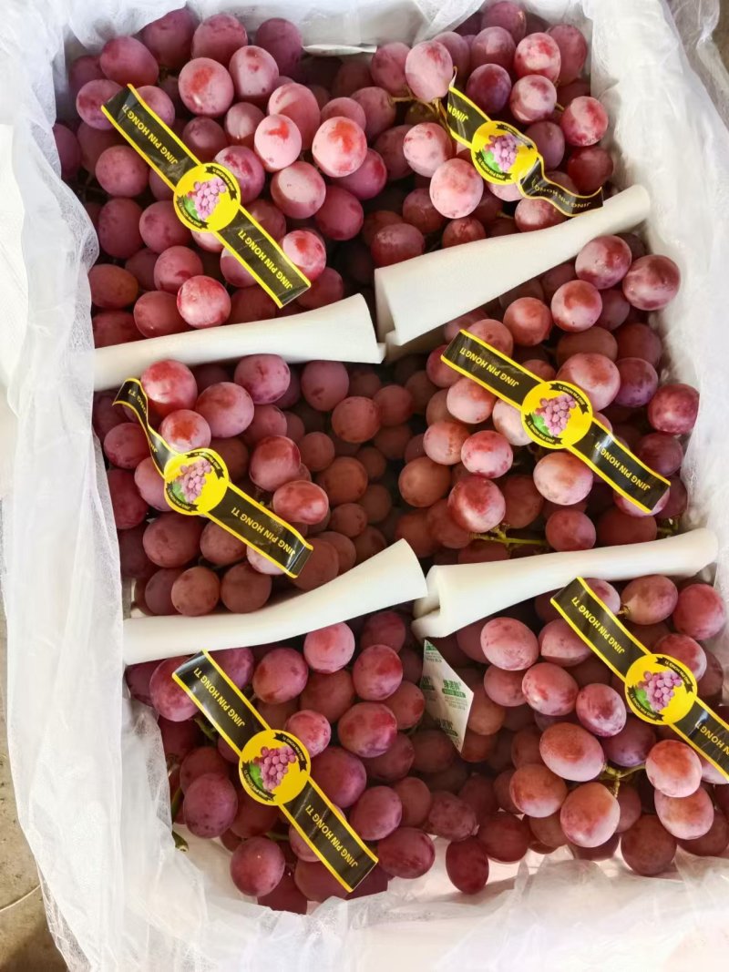 敦煌精品红提葡萄冷库货，大量供应欢迎来电联系