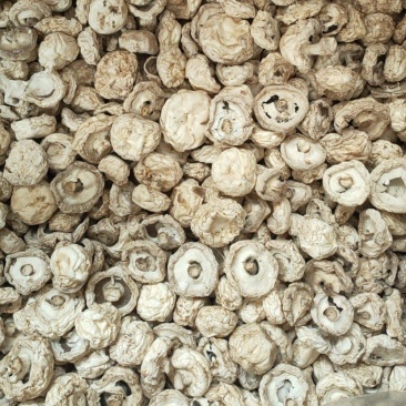 口蘑干品（双孢菇）
