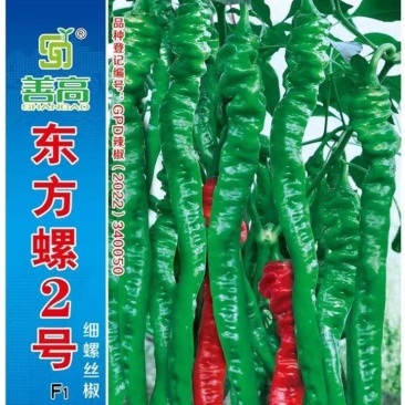 东方螺2号高产杂交螺线辣椒大果种子早熟线椒螺丝长香辣蔬菜