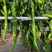 东方螺2号高产杂交螺线辣椒大果种子早熟线椒螺丝长香辣蔬菜