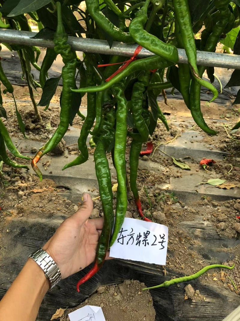 东方螺2号高产杂交螺线辣椒大果种子早熟线椒螺丝长香辣蔬菜