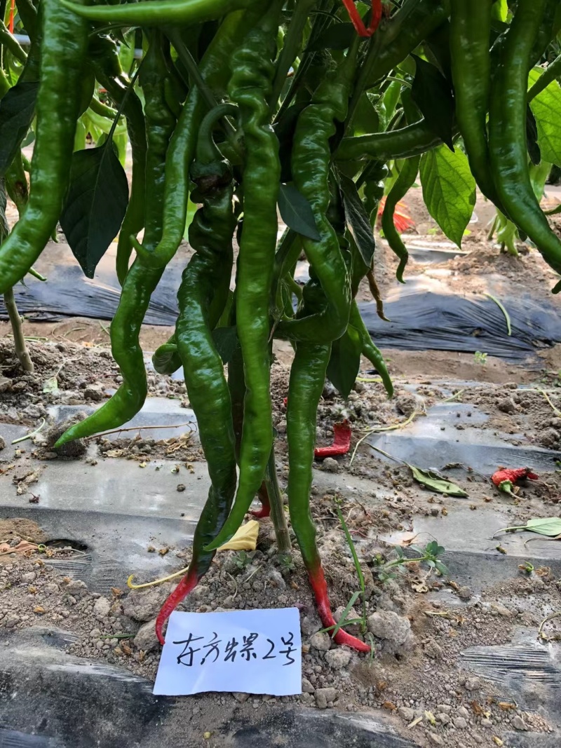 东方螺2号高产杂交螺线辣椒大果种子早熟线椒螺丝长香辣蔬菜