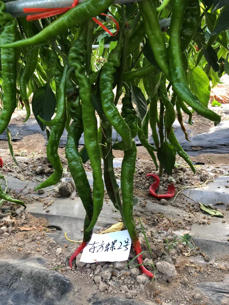 东方螺2号高产杂交螺线辣椒大果种子早熟线椒螺丝长香辣蔬菜