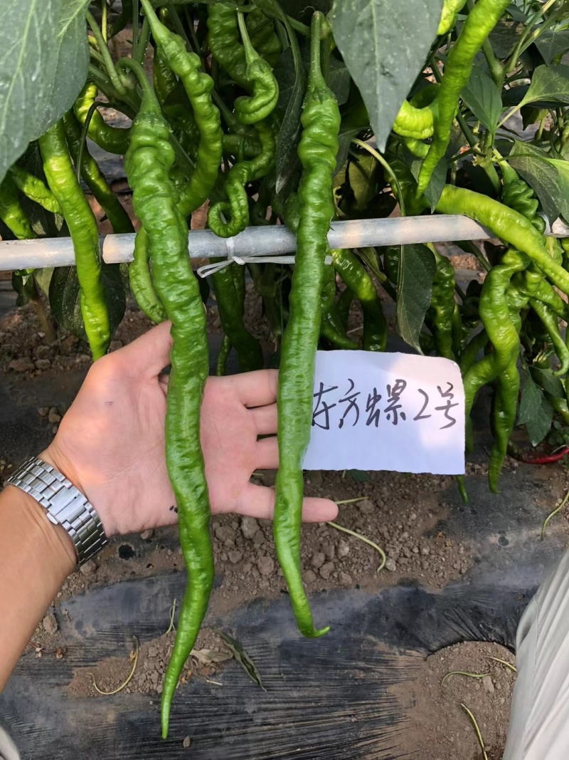 东方螺2号高产杂交螺线辣椒大果种子早熟线椒螺丝长香辣蔬菜