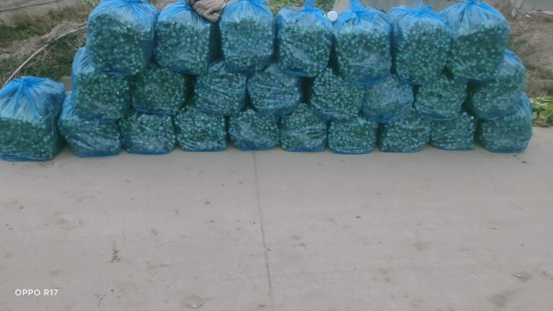 广东菜心，物美价廉，诚信经营，长期合作，欢迎来电
