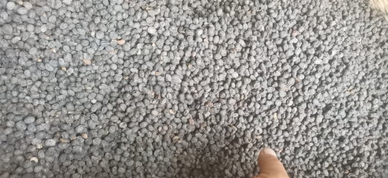 选购自产女贞子精品自然生长好果子随时畅聊