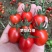 圣女果苗，颜色多，糖度高，抗病性强，产量高