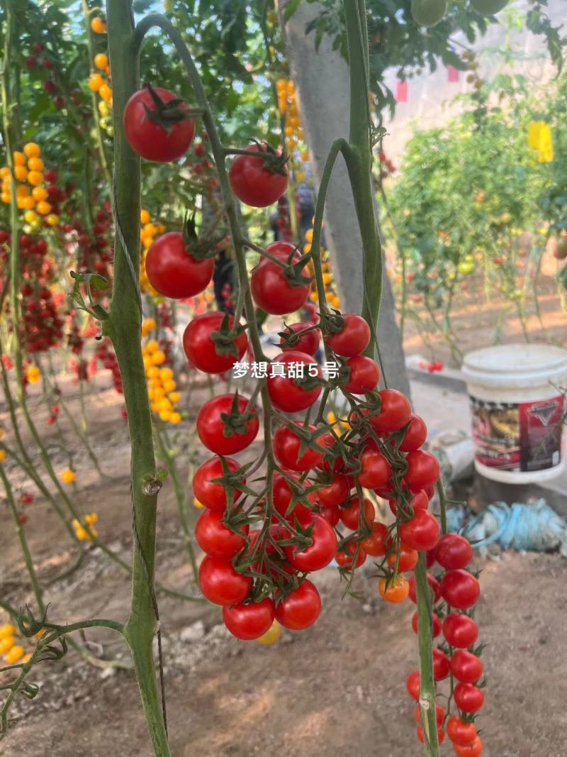 圣女果苗，颜色多，糖度高，抗病性强，产量高