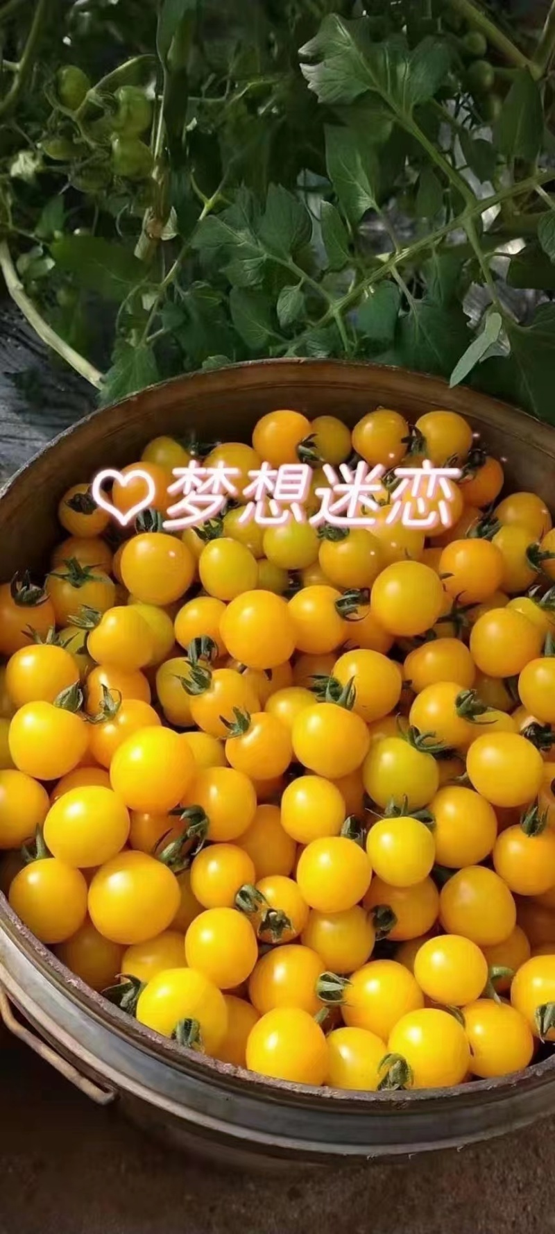 圣女果苗，颜色多，糖度高，抗病性强，产量高