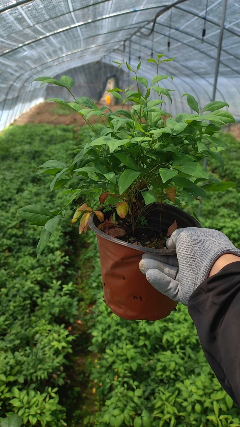 苗圃大量出售火焰南天竹普通天竹大小规格均有