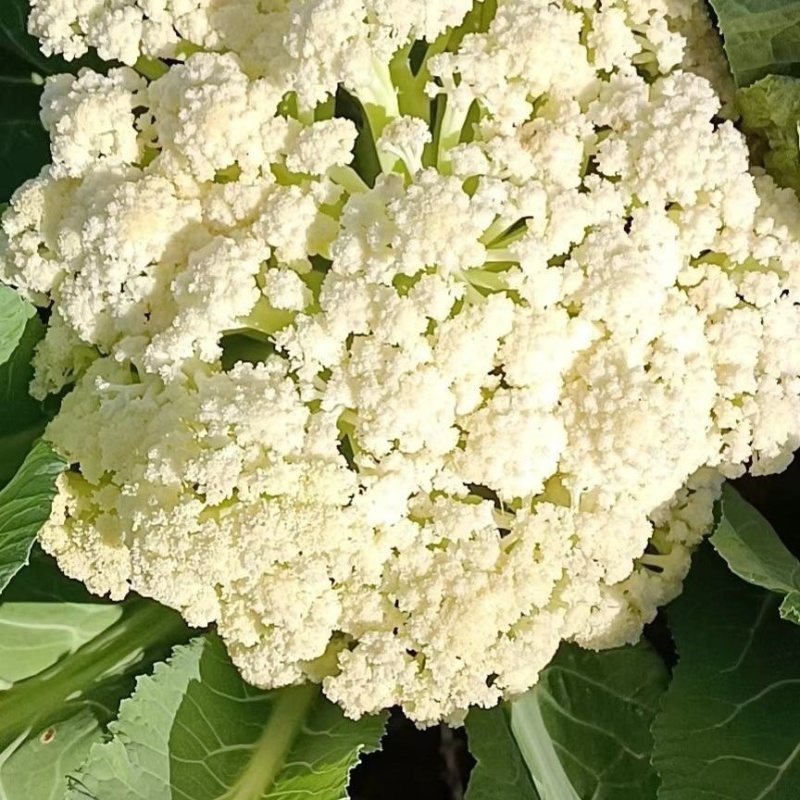 【精选】现摘新鲜松花菜青梗白面松散细腻欢迎联系