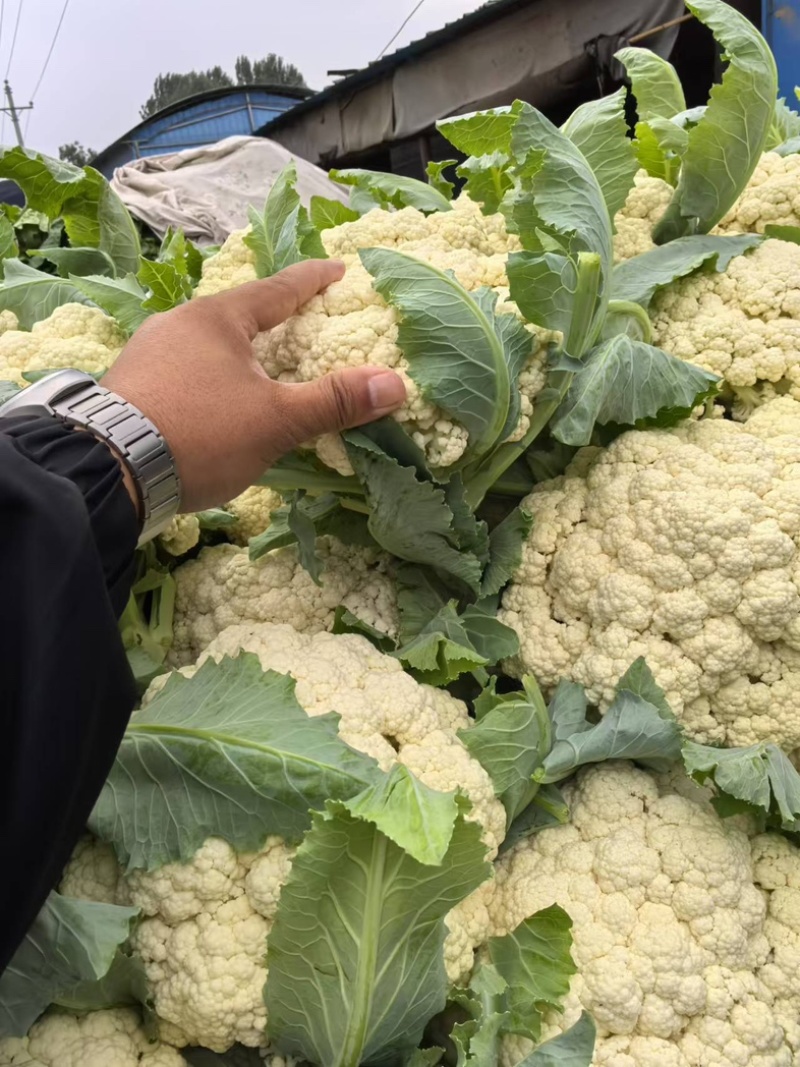 【精选】现摘新鲜松花菜青梗白面松散细腻欢迎联系