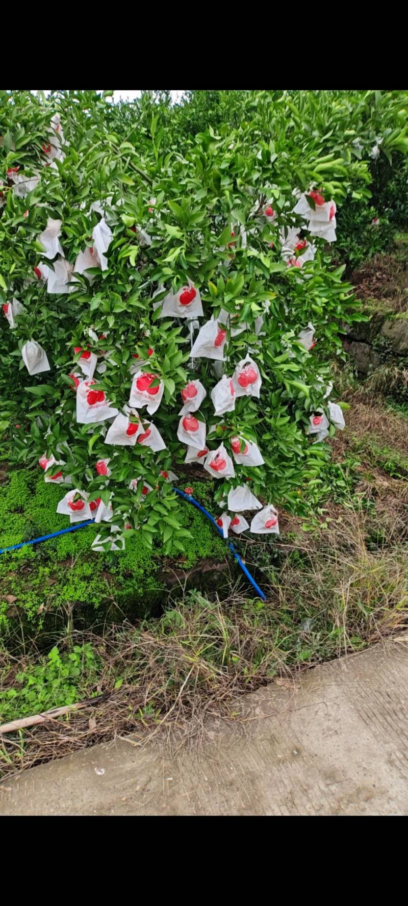 春见耙耙柑