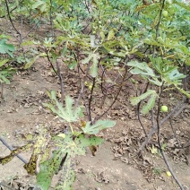 无花果苗波姬红布兰瑞克金傲芬芭劳奈