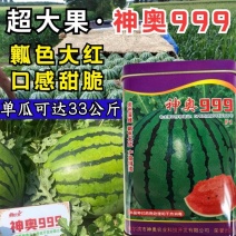 神奥999西瓜种子中晚熟高产大果绿皮红瓤皮薄甜脆地雷西瓜