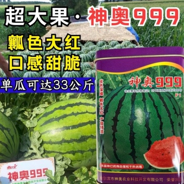 神奥999西瓜种子中晚熟高产大果绿皮红瓤皮薄甜脆地雷西瓜