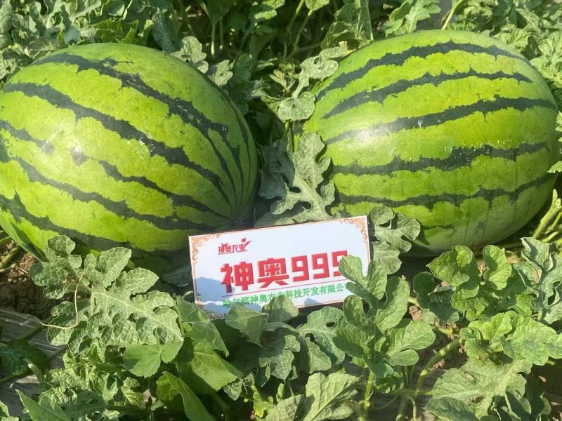 神奥999西瓜种子中晚熟高产大果绿皮红瓤皮薄甜脆地雷西瓜