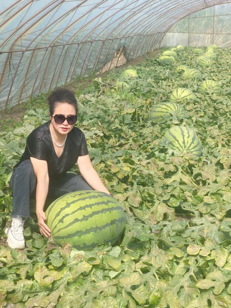 神奥999西瓜种子中晚熟高产大果绿皮红瓤皮薄甜脆地雷西瓜
