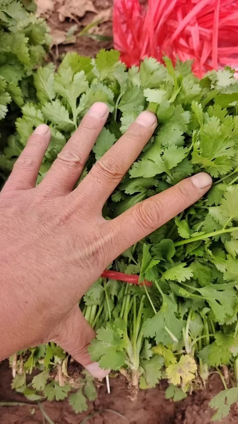 大叶香菜大量上市精品香菜一手产地货源量大质优