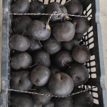 苹果梨冻梨个大皮薄肉嫩多汁适合电商市场批发