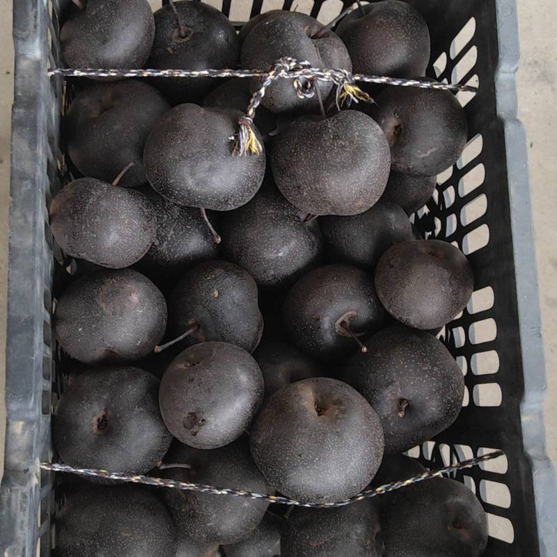 苹果梨冻梨个大皮薄肉嫩多汁适合电商市场批发
