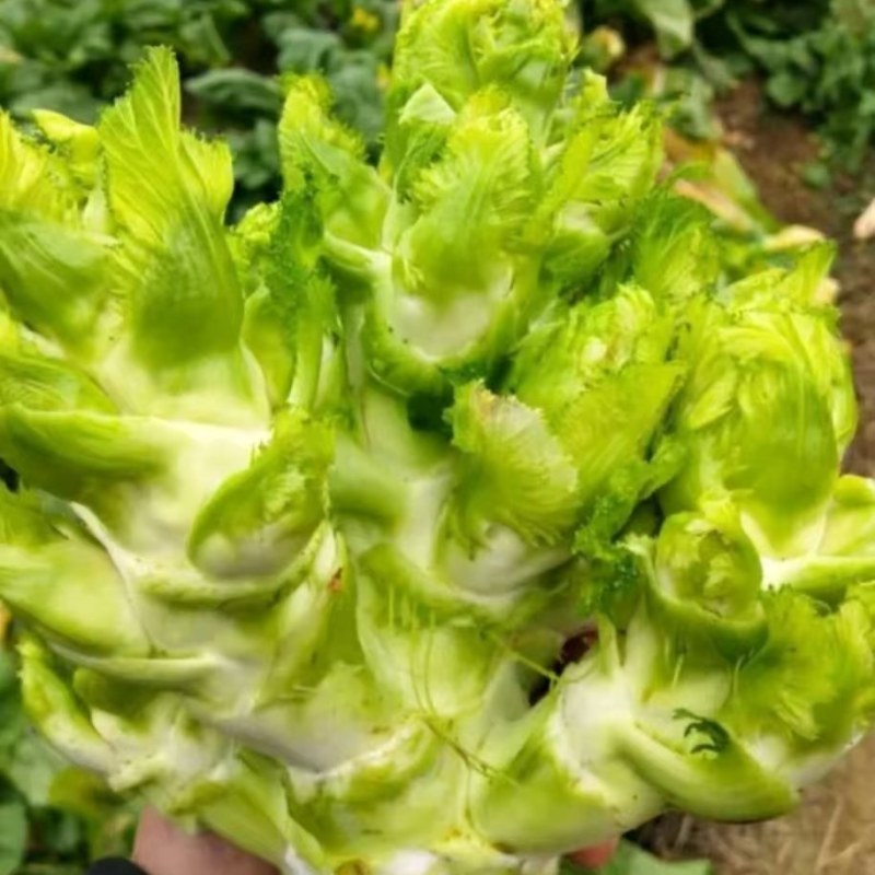 优质儿菜，大量上市货源多，价格低，质量好，可代发全国