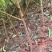 自家苗圃种植四川毛桃树苗一手货源批发零售