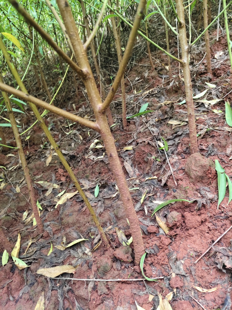 自家苗圃种植四川毛桃树苗一手货源批发零售