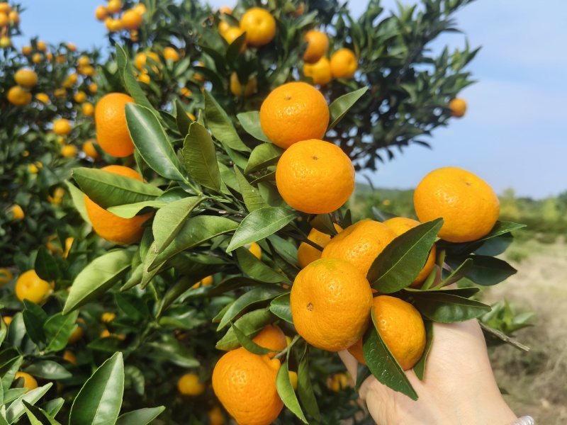 广西棉桔蜜广皮薄多汁色泽金黄芳香浓郁甜酸适口