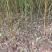自家苗圃种植四川毛桃树苗一手货源批发零售