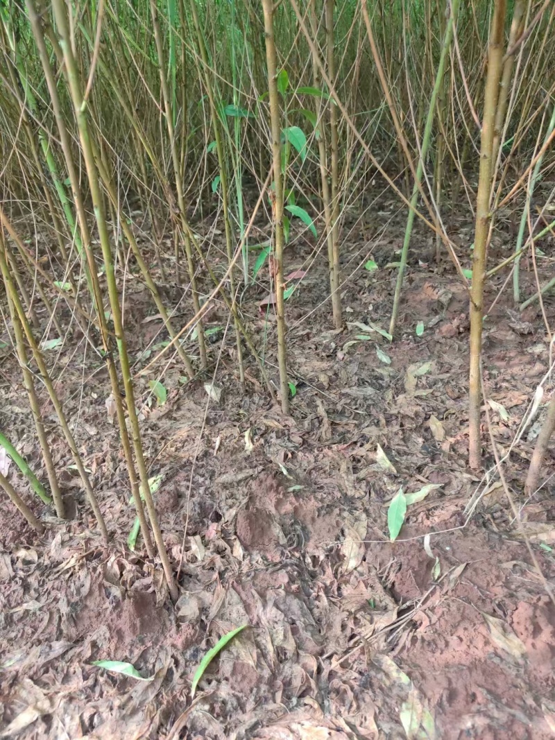 自家苗圃种植四川毛桃树苗一手货源批发零售